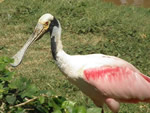 Roseate Spoonbill